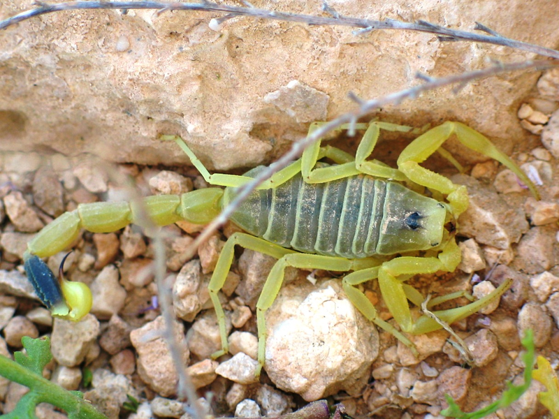 The Deathstalker, one of the most venomous scorpions in the world. Image: Wikimedia